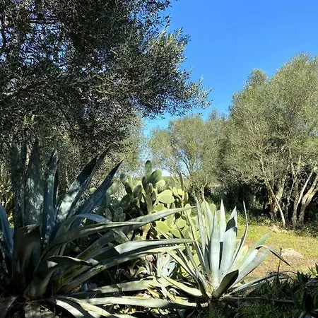 Casa Farah Holiday home Ses Salines (Mallorca)